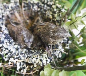 baby birds, baby bird, baby finch, nest, fly