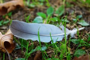 patience, patient, feather, wisdom, surrender
