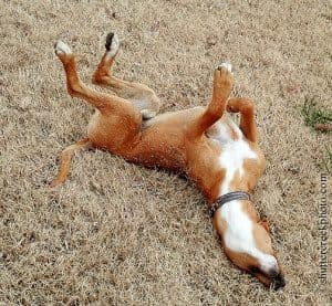 joy, passion, authentic, free, dog