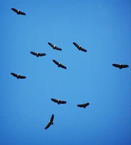 buzzard metaphor, Buzzards, vultures, flying, gliding, spiritual metaphor