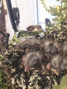 baby birds