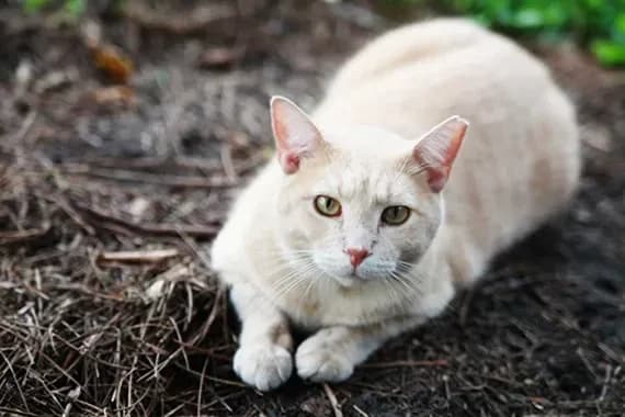 A Lesson in Acceptance from a Feral Cat